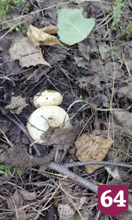 Названо самое грибное место в Саратовской области 
